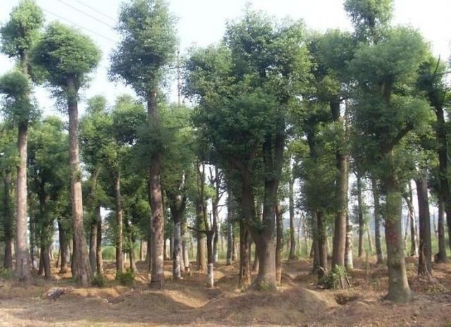 100多米厚的煤层，是如何形成的？远古地球哪来那么多植物？