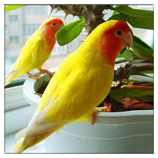 (4)云斑鹦哥(3)赤尾锥尾鹦哥(2)太阳鹦哥(1)蓝喉锥尾鹦哥每一种都有