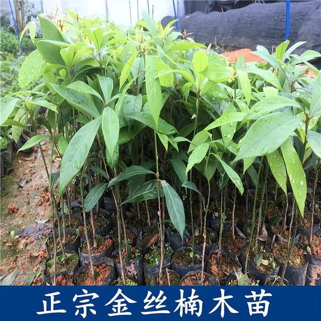 金丝楠木树苗