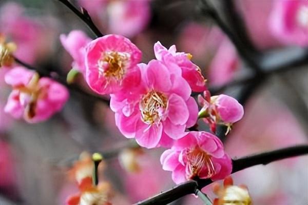 蜡梅花