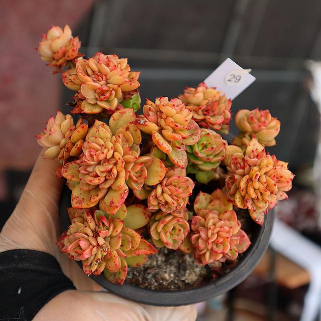 多肉植物种类