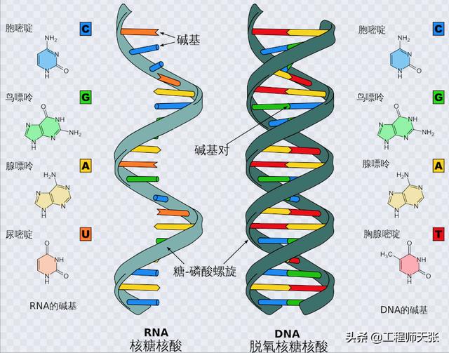杭州杀妻案细节曝光！常规方法无效，最后线粒体DNA技术锁定证据