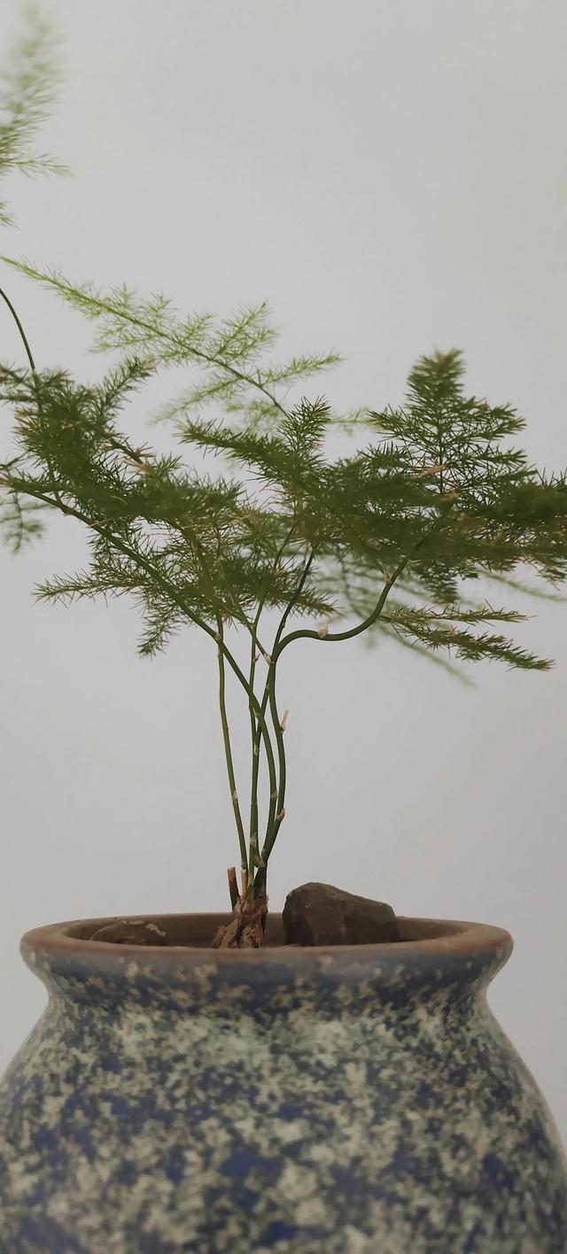虽如苔花，也学牡丹开。像一颗颗水晶落入手心。???