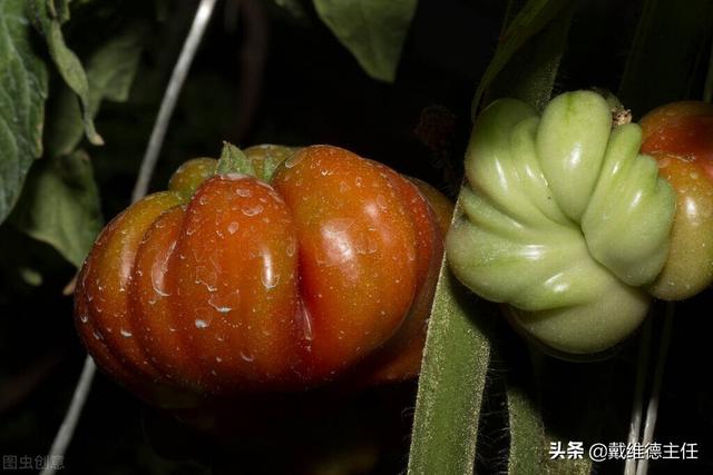 戴维德主任：韭菜是结节的加速器吗，不想结节癌变，尽量少吃5物