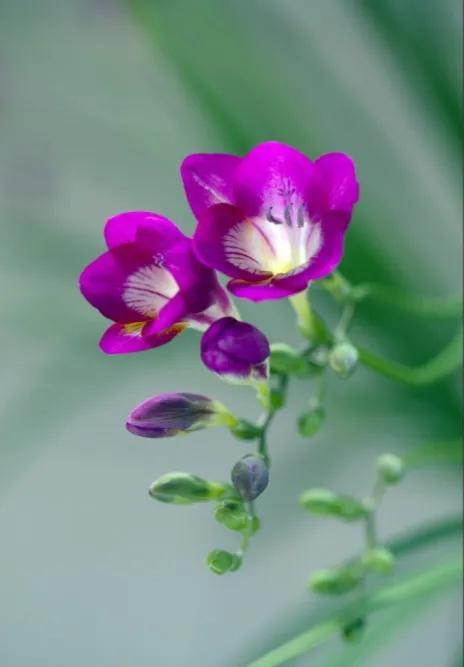 分享图片，芬芳美丽香雪兰