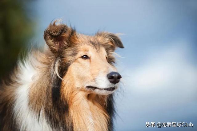 苏格兰牧羊犬价格