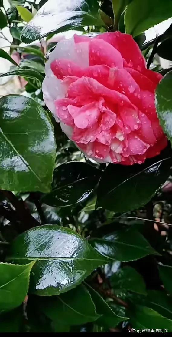 鲜花，因盛开而芬芳，因走过而醉人