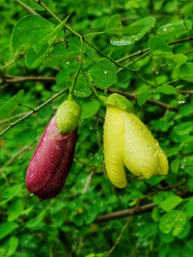 一花一深爱，五月五立夏情长，夏日暖阳拂人间，愿落花有情山水美