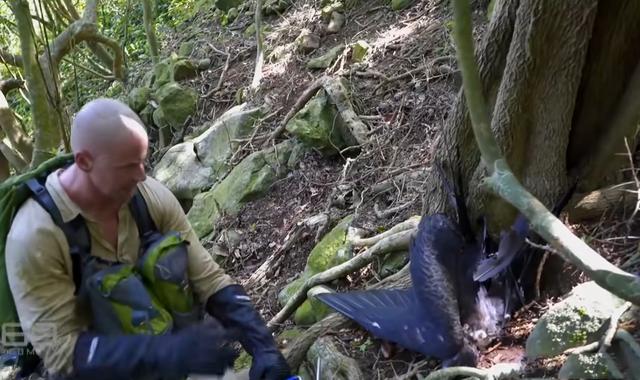 人間煉獄！巴西蛇島每平方米5條蛇，一家五口上島守燈塔慘遭滅門