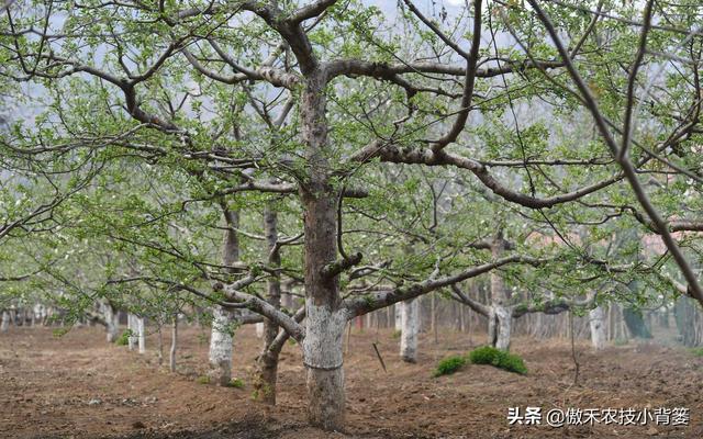 苹果花蕾露红一定要打药，如何选药、配药、打药保证安全和效果？3