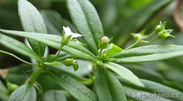 夏之将至，送你一味白花蛇舌草，解热毒、消疮痈、利小便