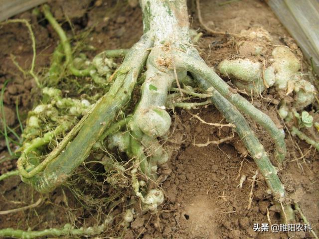 水胺硫磷 水胺硫磷（水胺硫磷属于哪类农药） 生活