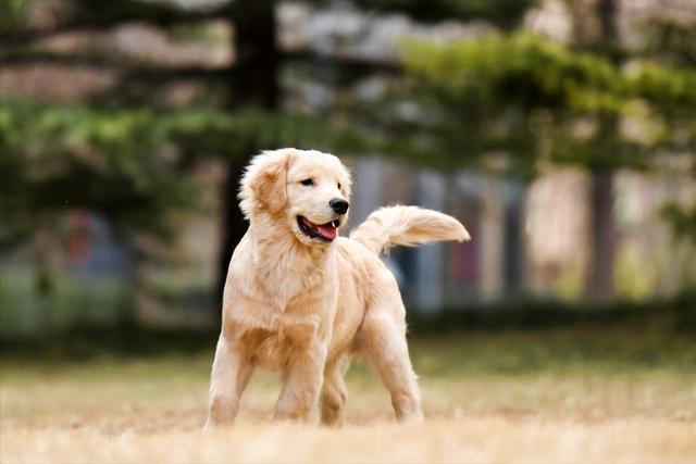 金毛猎犬图片