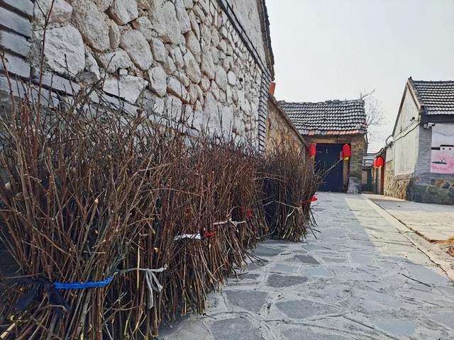 产芝老家｜乡间小路、黑瓦泥墙——带你走进历史的画卷