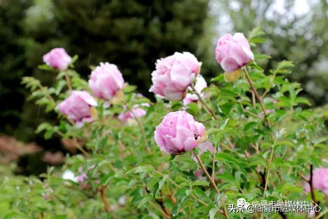 雨后河州牡丹 水珠欲滴 太美了