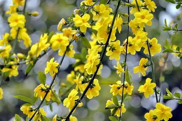迎春花的特点
