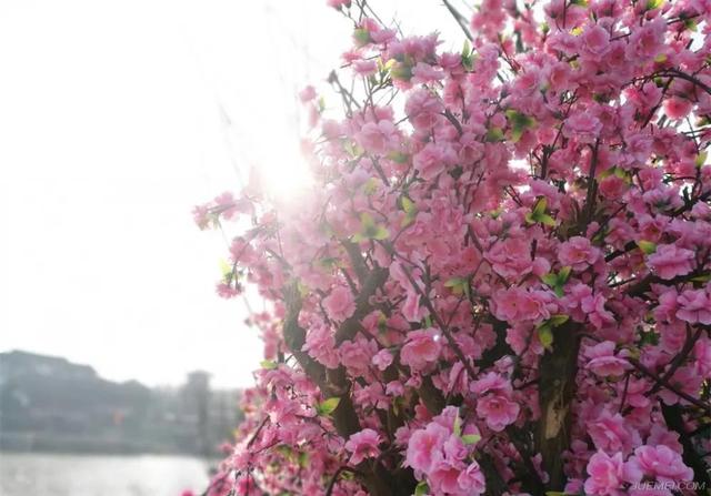 樱花的图片