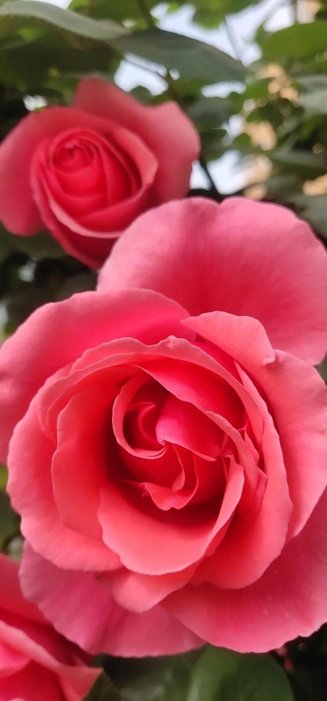 美丽的鲜花，姹紫嫣红，芬芳扑鼻，令人心情愉悦