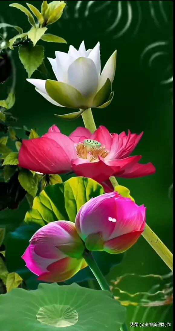 一花一世界，姹紫嫣红，婀娜多姿，带来了美好的心情