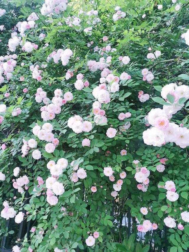 花影缤纷 一路相逢