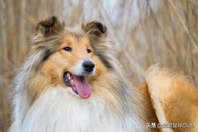 苏格兰牧羊犬价格