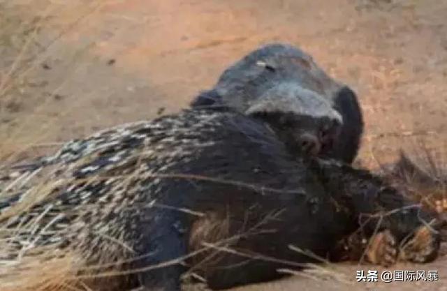 巴西土狗多次挑战豪猪，脸上却被扎满数百根刺，狗主人：免费针灸