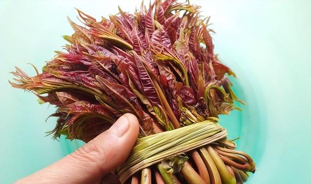 香椿吃多了是致癌，是谣言还是真相？如何正确的食用香椿