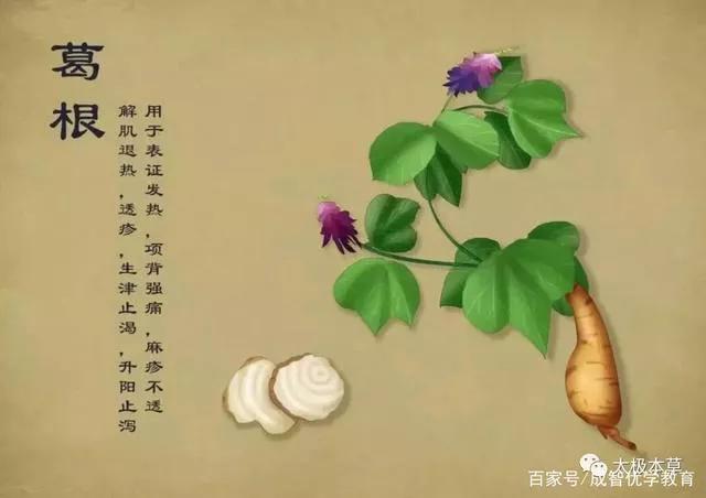 【马博士女性“养生馆”】药食同源：葛根的用法