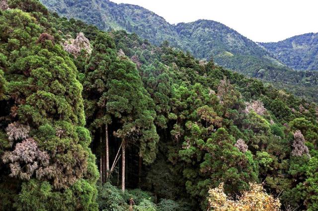 逆袭为百亿富豪的秦荣华，从日本买10000根木头：这本就是中国的