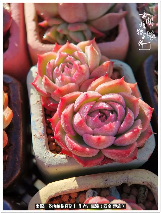 玉蝶铜芯电线价格表4平方,玉蝶铜芯线今日价格