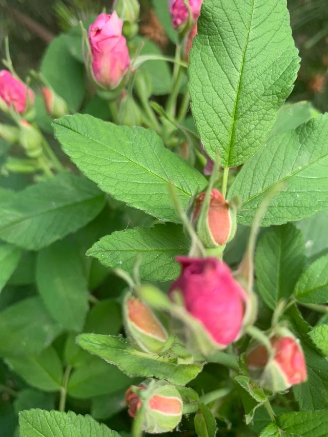 刚拍的鲜花，风华正茂，香味十足