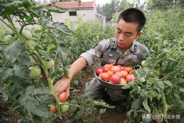 种菜你还用这些肥料和农药吗？危害到底有多大？先了解清楚吧3