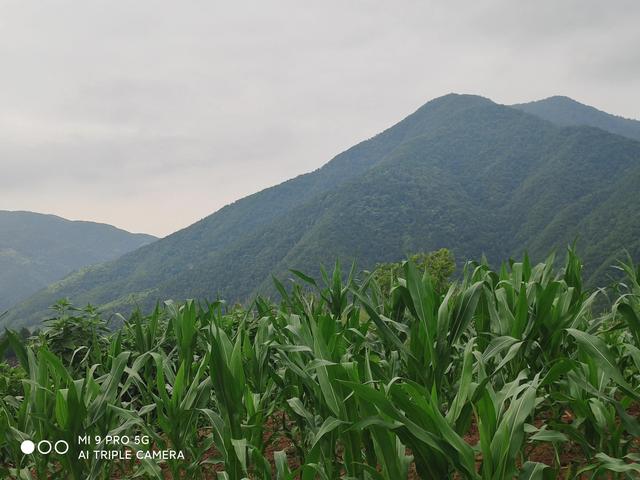 走進秦嶺大山，方悟出生命的源頭恰在山水間