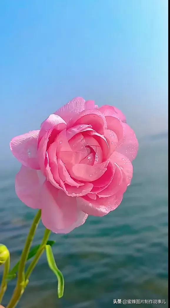 阳春三月，万花丛中娇美溢，千朵万朵压枝低