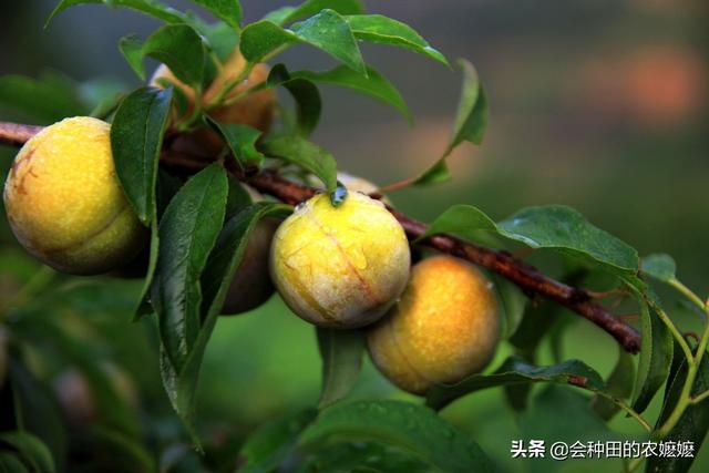 三华李提高花芽质量怎么做？