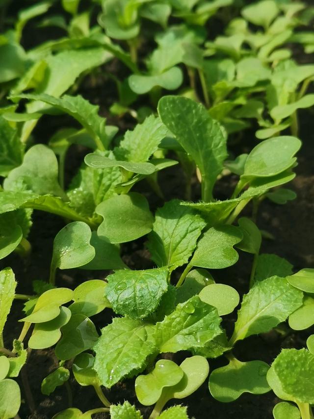 小菜园长势繁茂