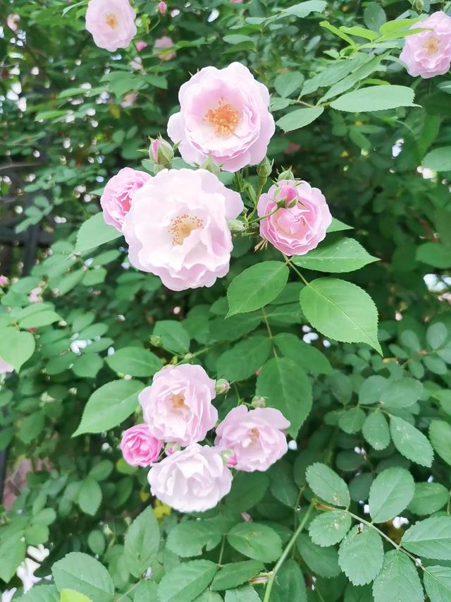 花影缤纷 一路相逢