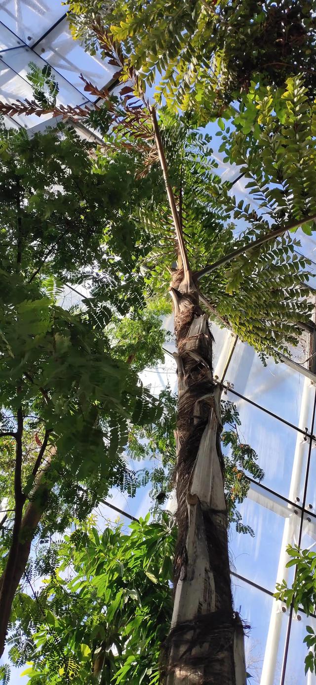 太冷了，去北京植物園溫室溜達溜達