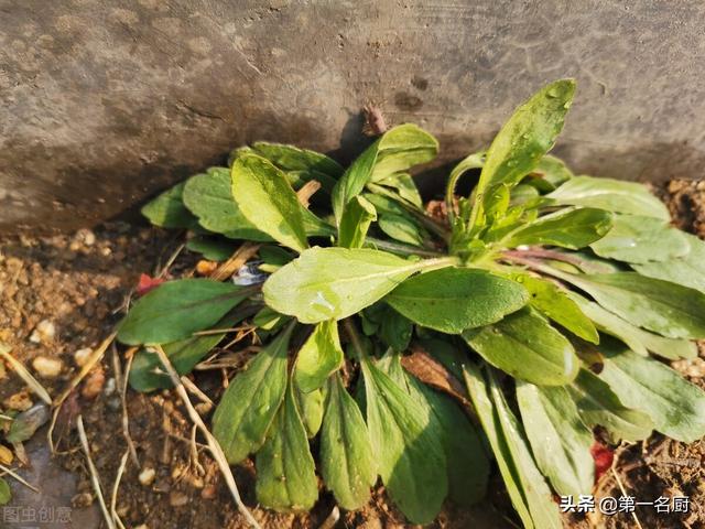 野菜有哪些 野菜有哪些（能吃的野菜有哪些） 生活