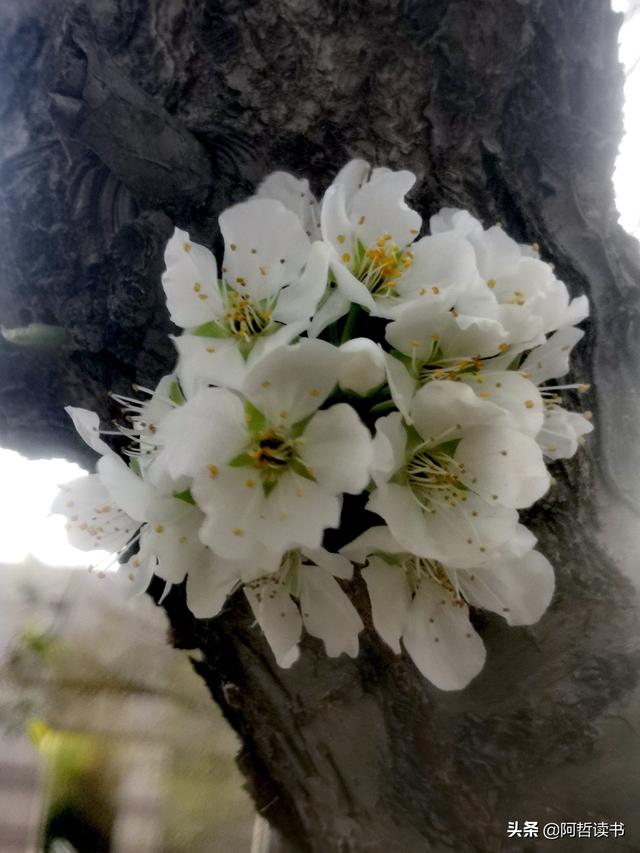 春深景更浓，人间重晚情，繁华依旧笑东风