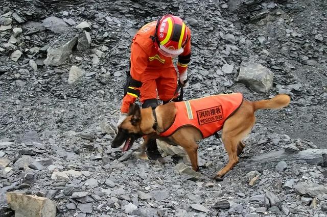 明明有生命探测仪，为何搜救犬仍必不可少？