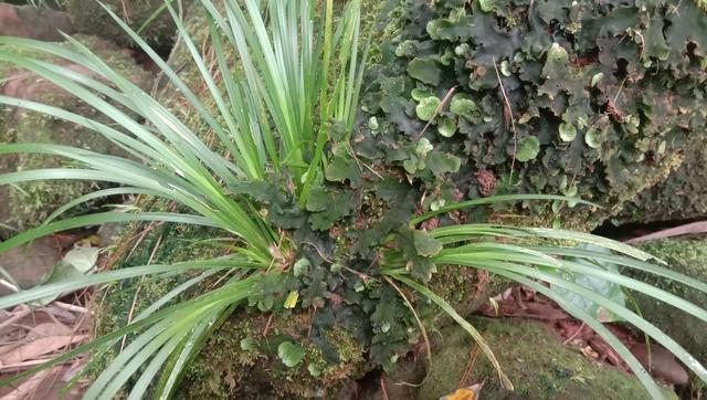 长在石头上的草，石菖蒲煮水泡脚，镇静安神睡好觉