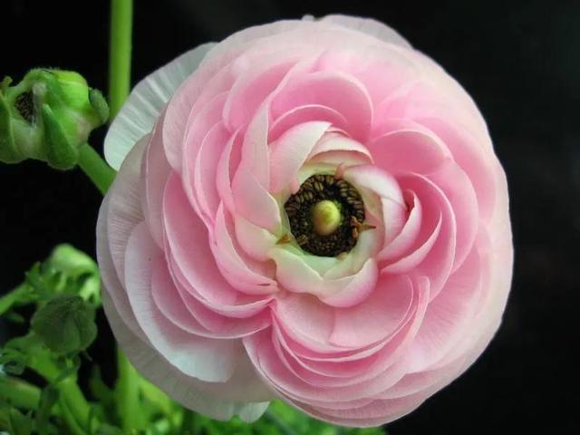 美丽的鲜花，姹紫嫣红，令人心情大好