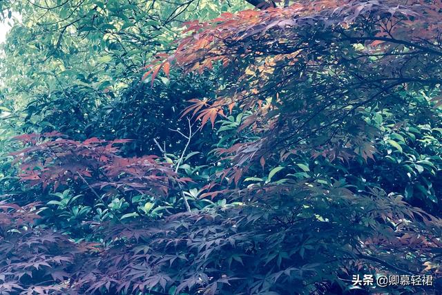 你听，层层叠叠的香樟林间，黄鹂鸟在歌唱