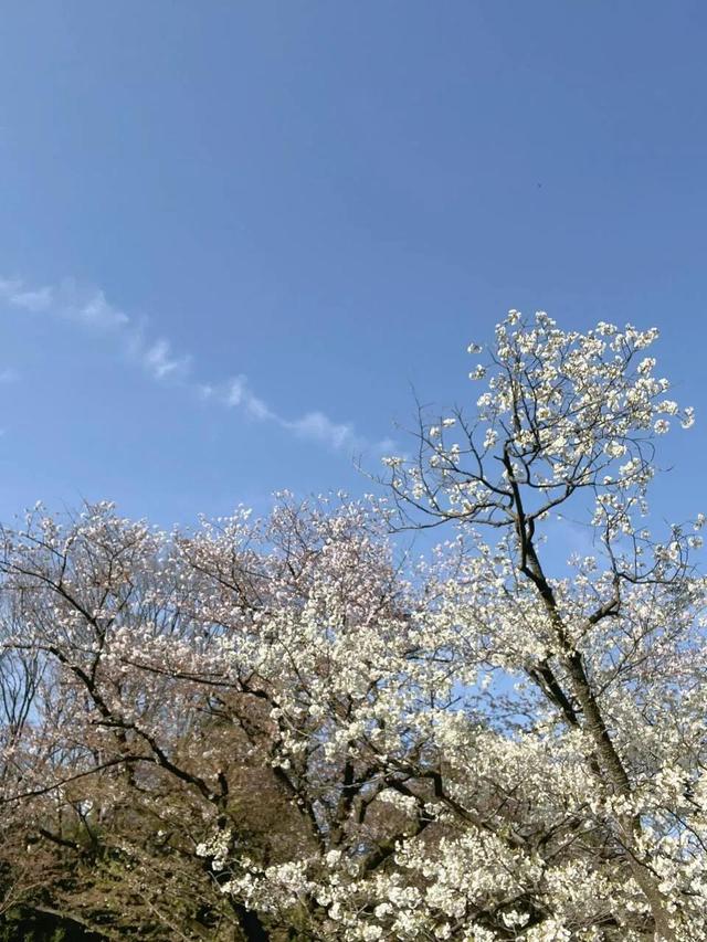 每个女人都是一只孔雀，开不开屏都是自己说了算