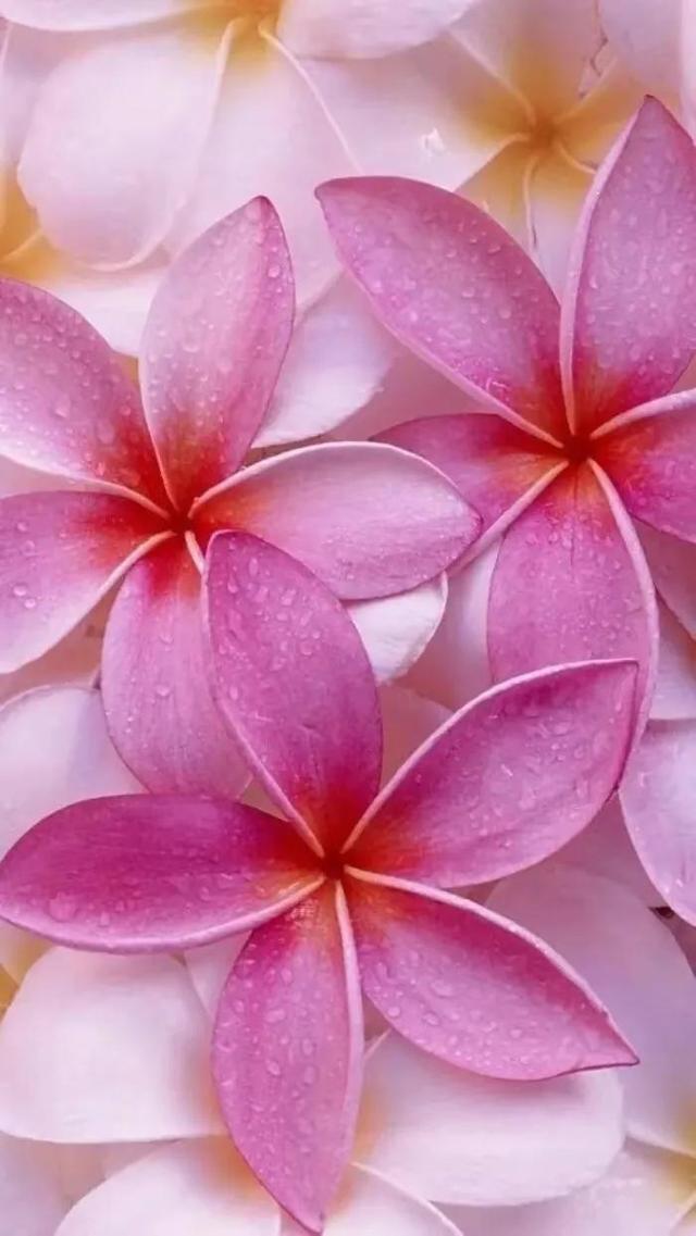 花落不言愁，天涯相思老，梦中情，梦中诗