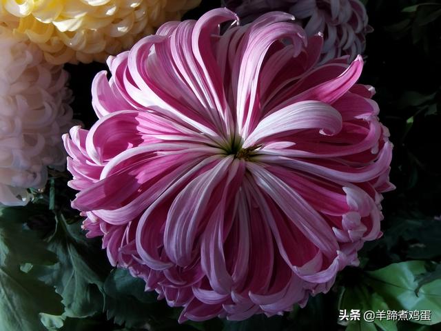 未等冬寒至 梅已報春香——北京中山公園臘梅提前綻放 盡顯芬芳