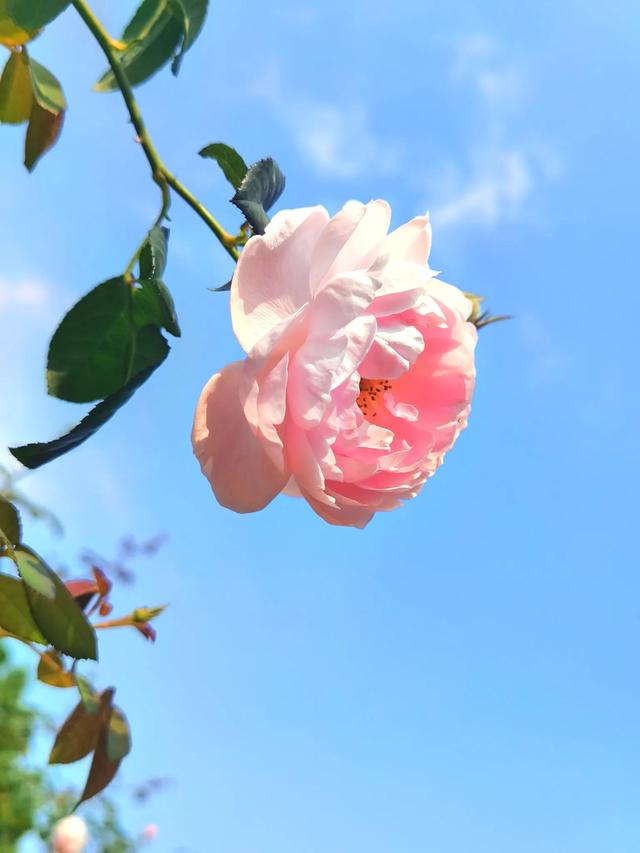 立夏：落絮蒙蒙立夏天，楼前槐树影初圆