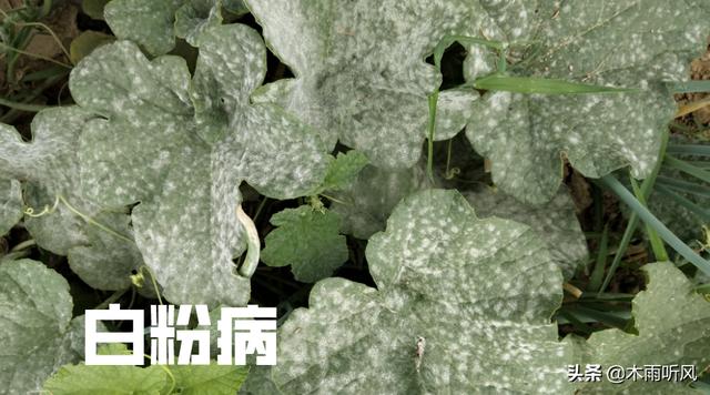 白粉病是什么病害？什么作物容易感染，得了白粉病该如何防治