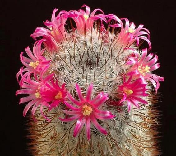 美花欣赏：仙人球开花，美不胜收